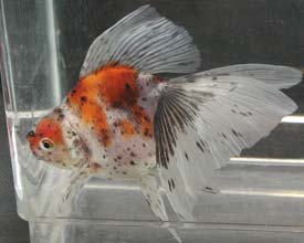 calico veiltail 2004, left view