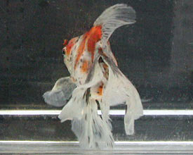 calico veiltail 2004, right view