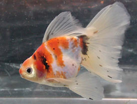 calico veiltail 2006, left view
