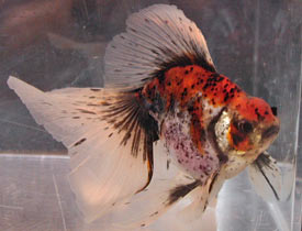calico veiltail 2006
