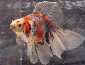 calico veiltail 2006
