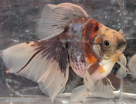 calico veiltail 2006