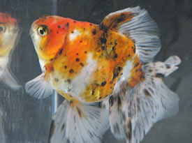 calico veiltail 2008
