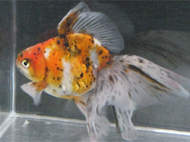 calico veiltail 2008