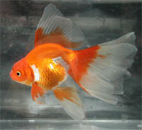 red/silver metallic veiltail, left view