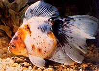 calico veiltail, BAS slide collection